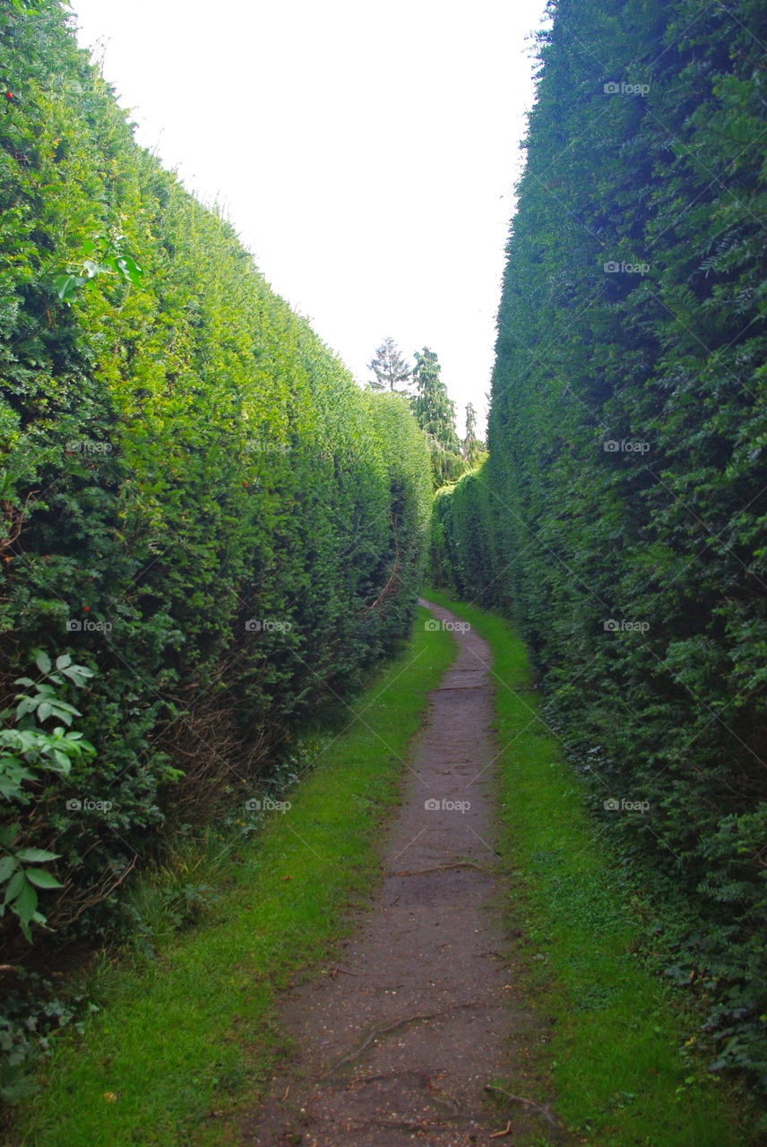 An ivy bordered pathway.
