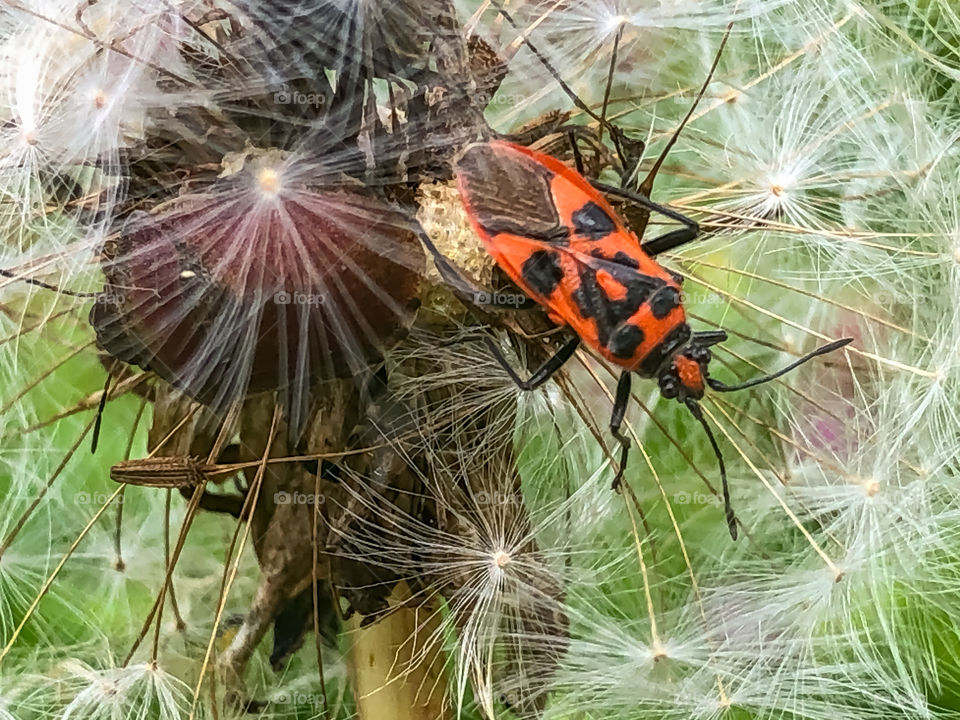 Fire bug in dandelion 