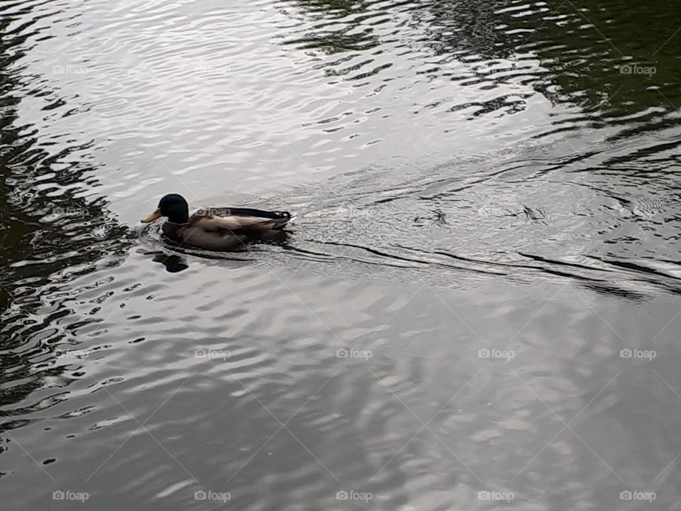 Swimming Duck