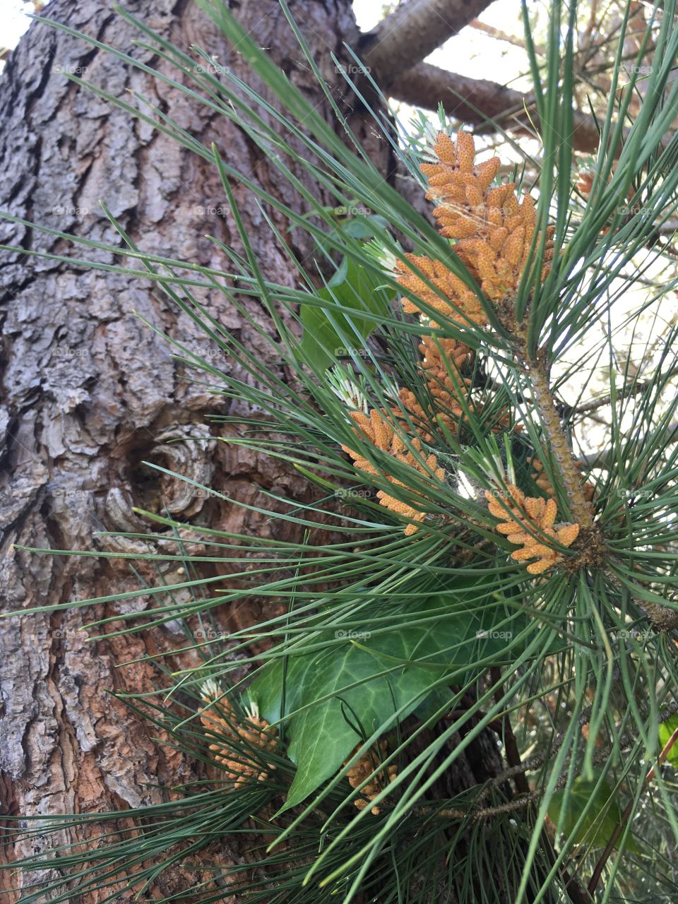 Pinetree close-up