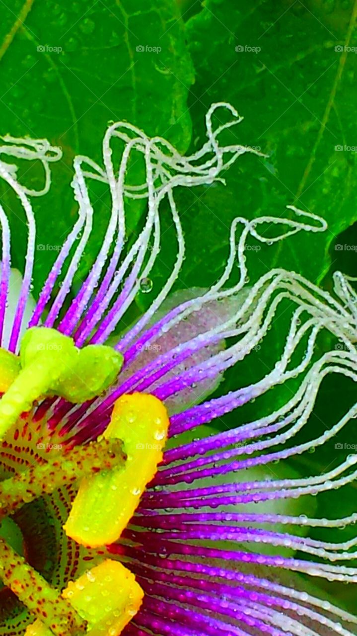 "Passion Flower"