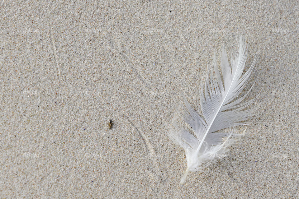 white bird feather in the sand at the seashore, a small insect crawls trough the sand