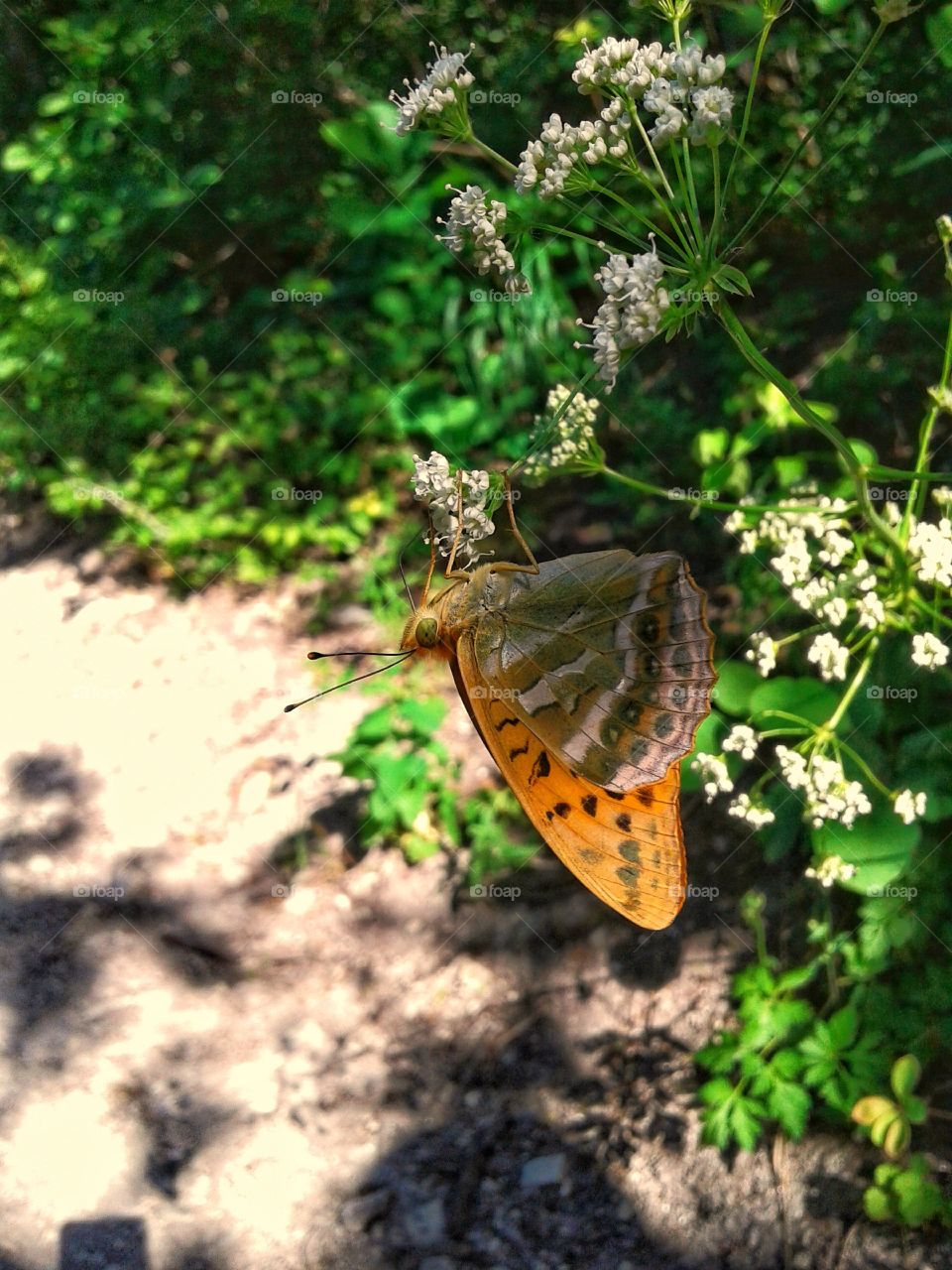 Mother-of-pearl Pafia is a diurnal butterfly in the family Nymphalidae. Forest.