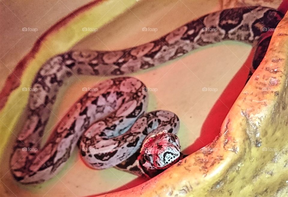 Tyrion the dwarf boa