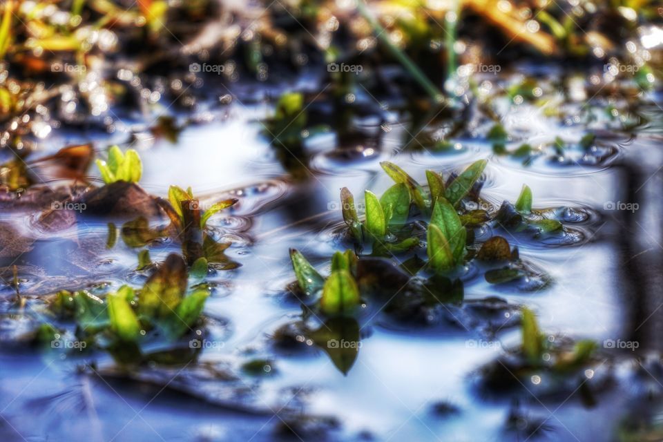 Early Signs of Spring in the Creek Water