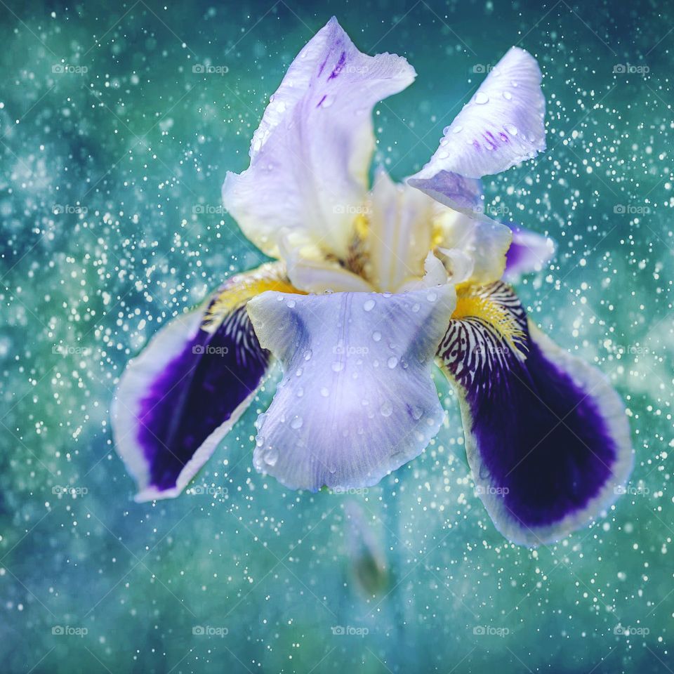 iris flower on turquoise background