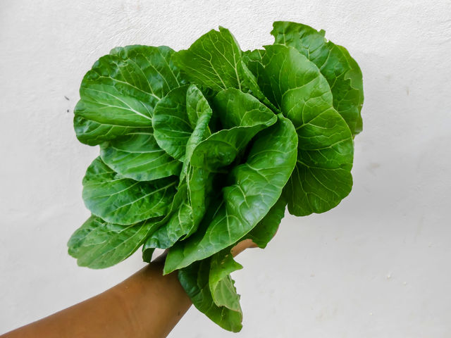 Holding Pak Choi