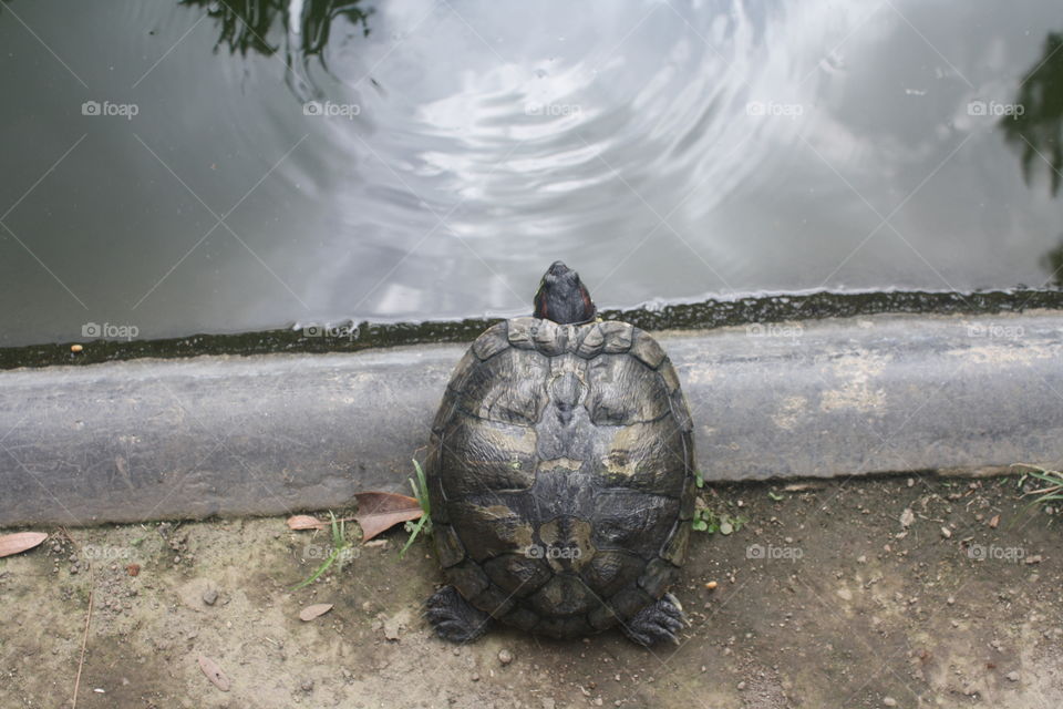 Pensive turtle gazing over the pond