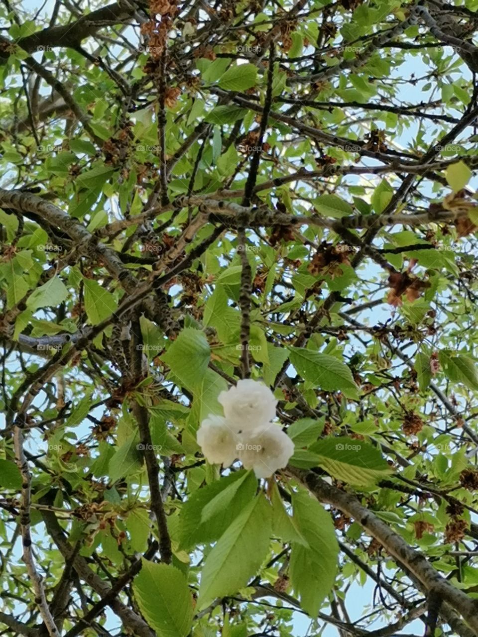 Look in the leaves of a cherry tree with the last few blossoms on a branch