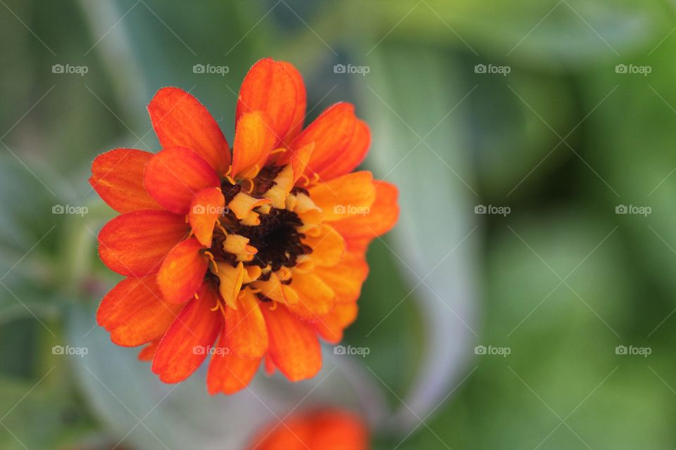 Orange flower blooming in park