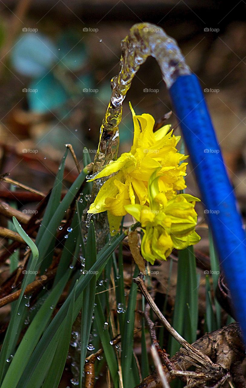 Watering the Daffodils. Watering the Daffodils