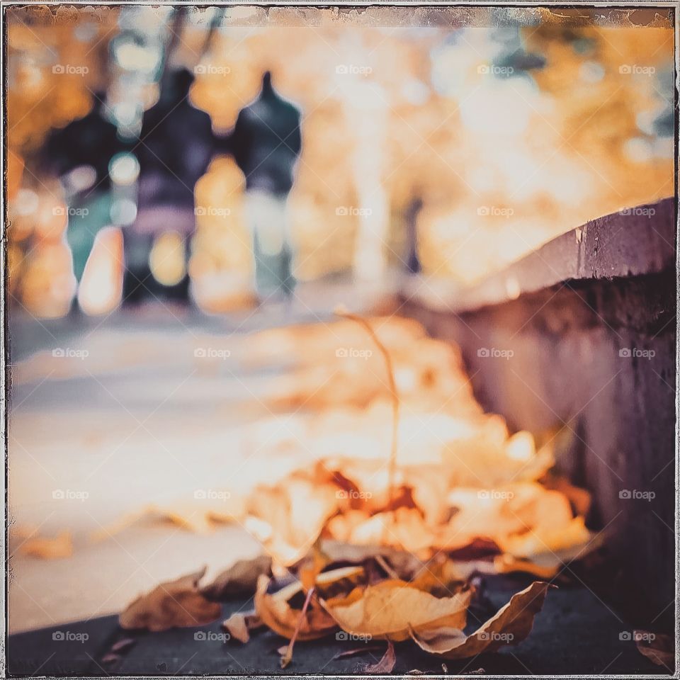 Autumn silhouettes