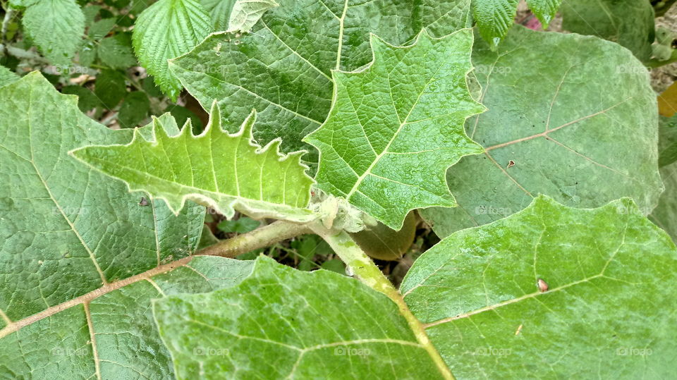 ENVIRONMENT BOTANICAL LANDSCAPE NATURE