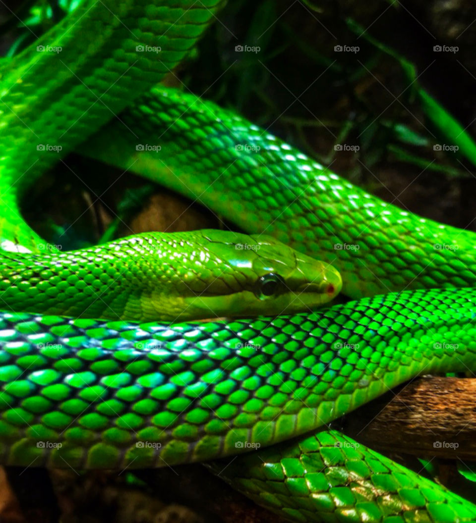 Bright green snake—taken in St. Augustine, Florida 