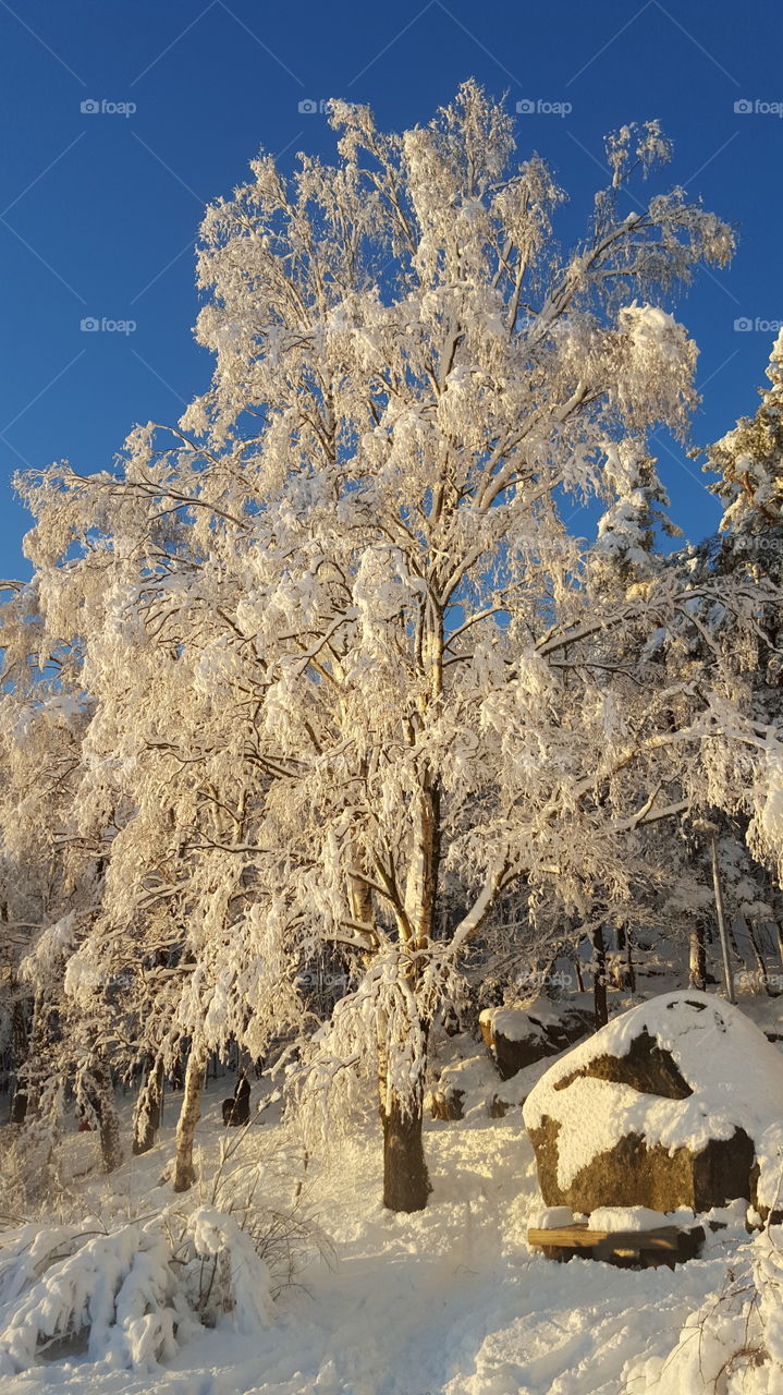 Frozen trees in the forest
