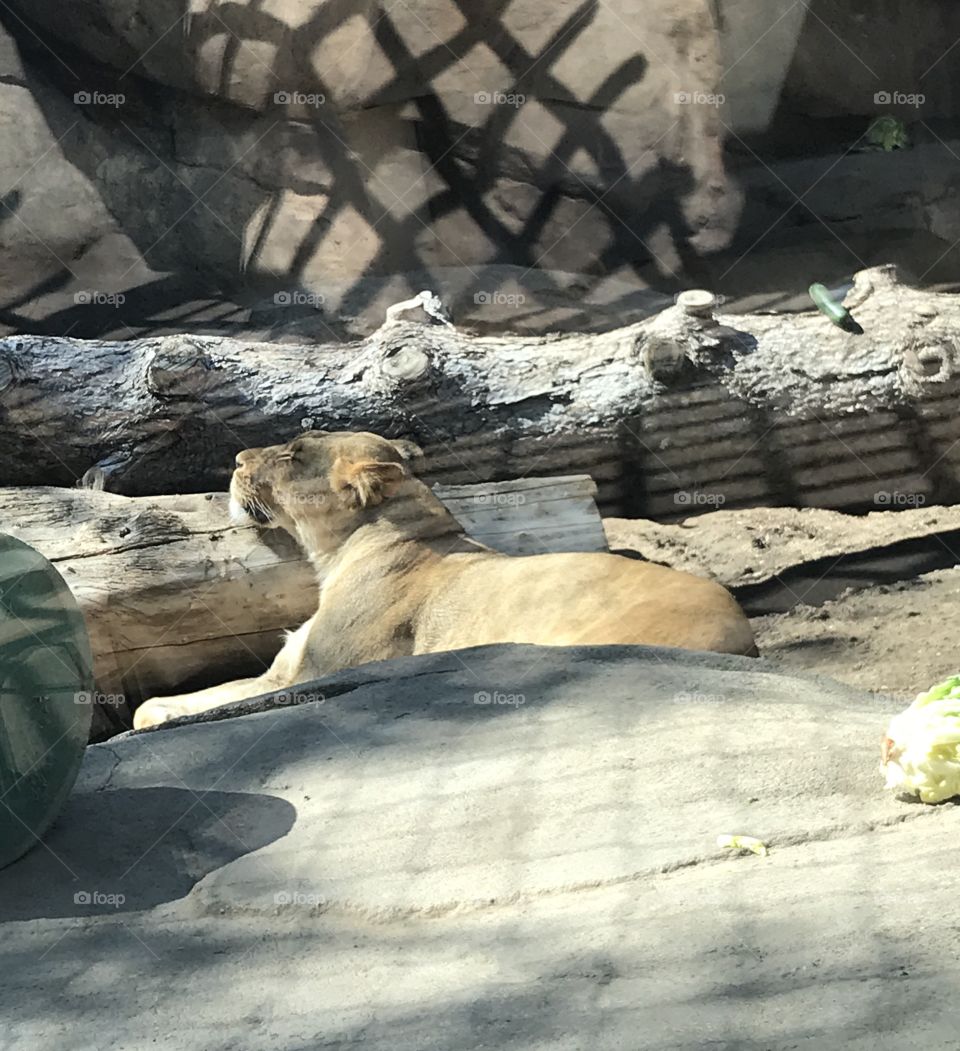 Napping lion 