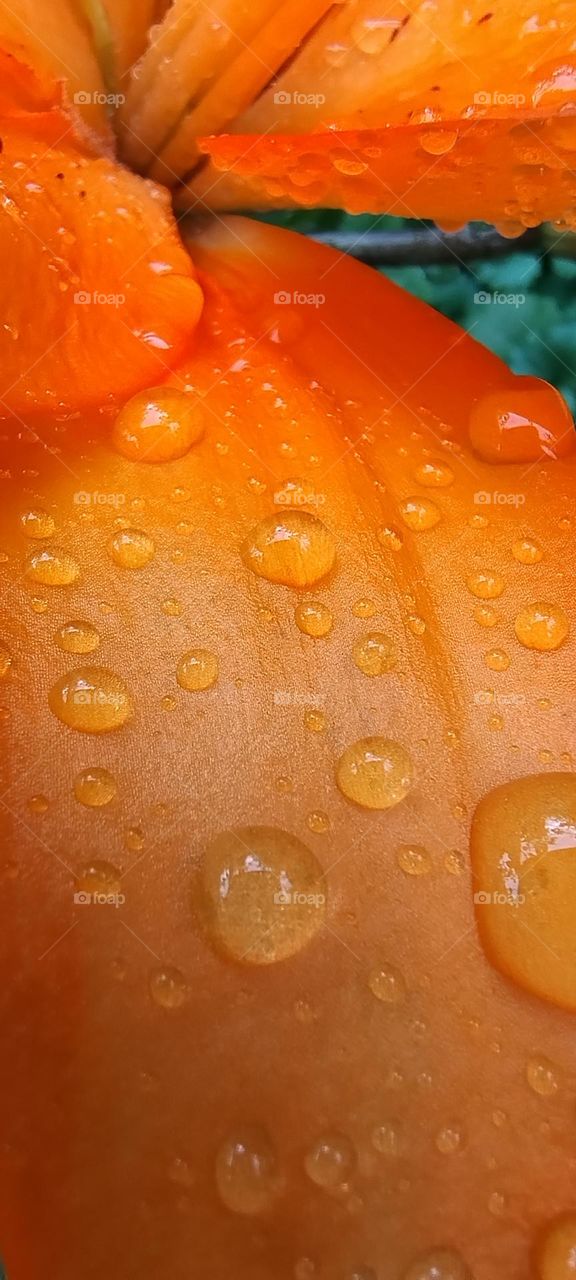 orange lily with water drops