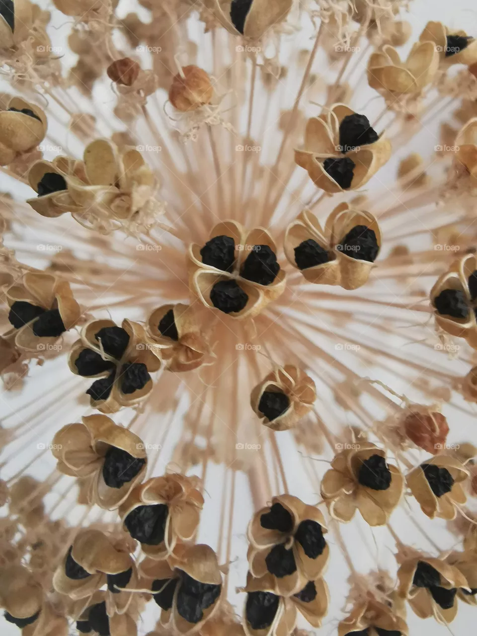 Close-up of dried Giant Allium