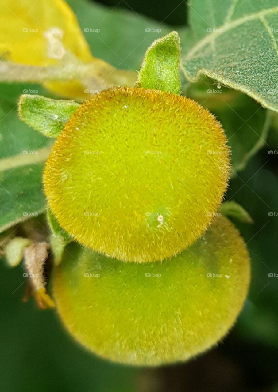 wild flower bud with texture
