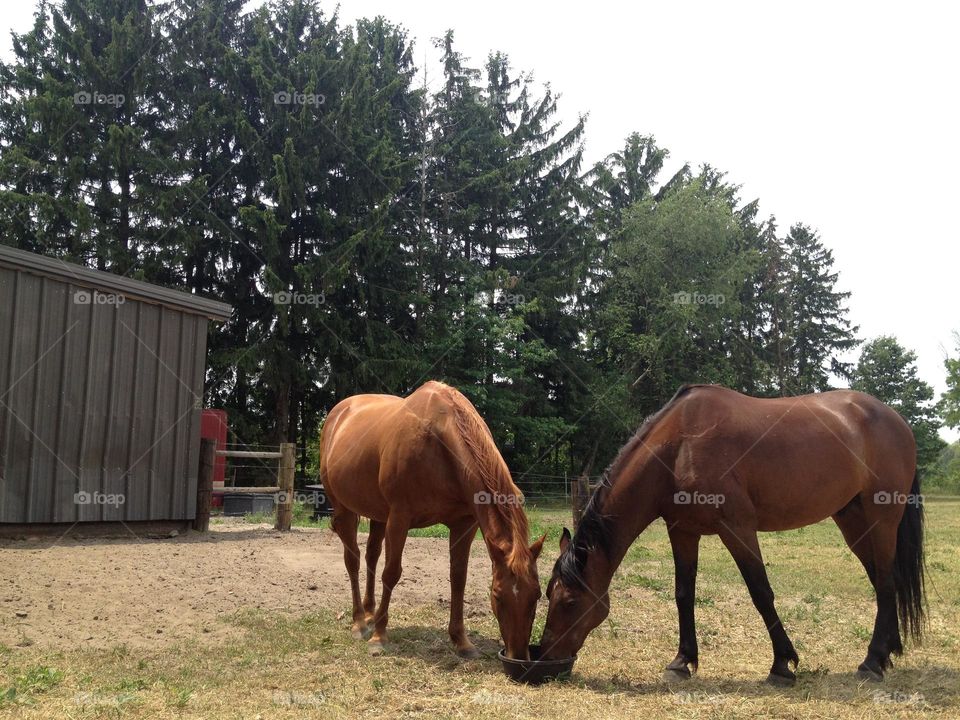 Horses Sharing Grain