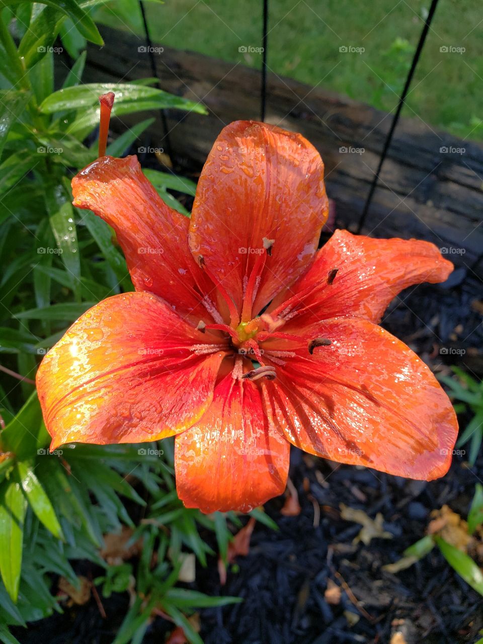 orange blooming lily