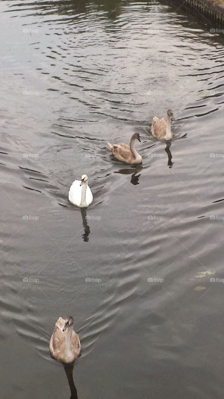 swan and cygnets