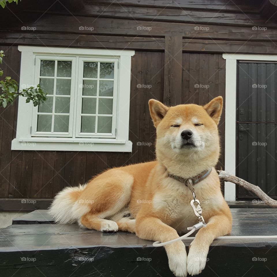 Shiba