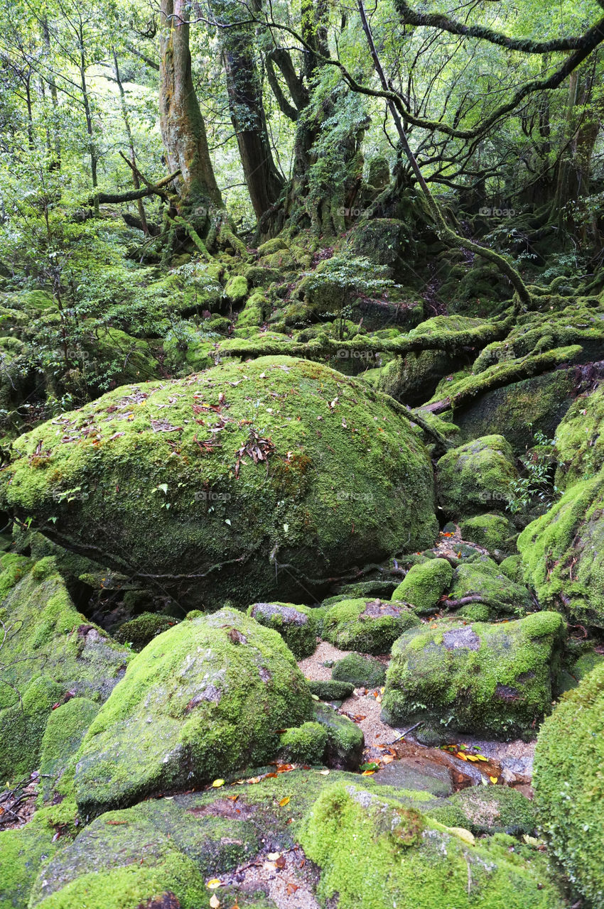 Japan. yakushima