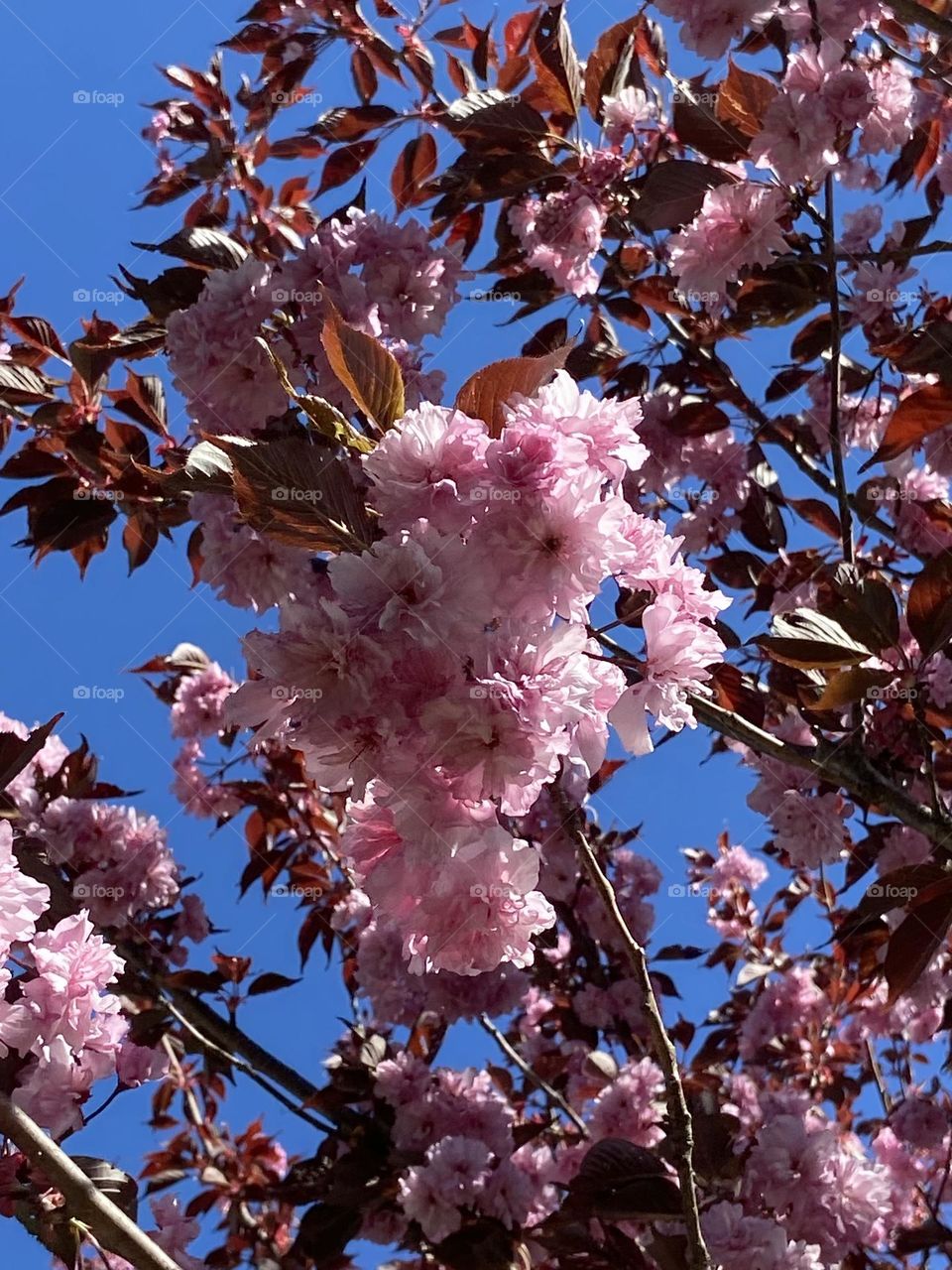 Ornamental Cherry
