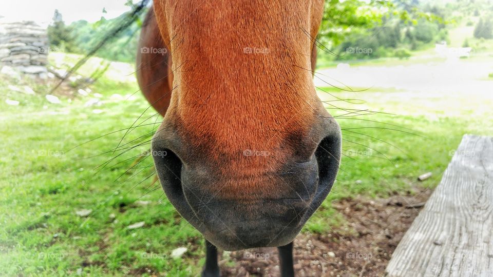 sweet pony nose