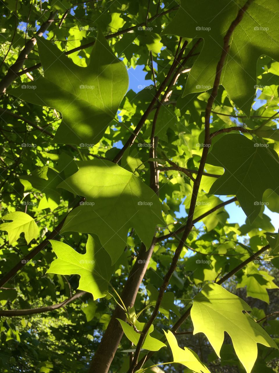 Sunlight through leaves