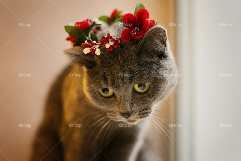 cat with a wreath of flowers