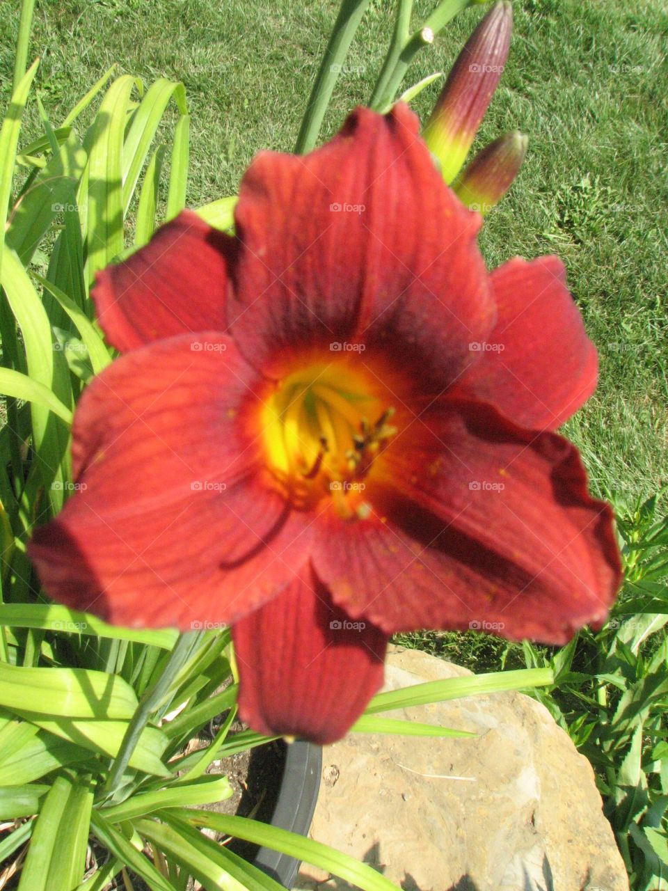 Red daylily, beautiful backyard flowers 