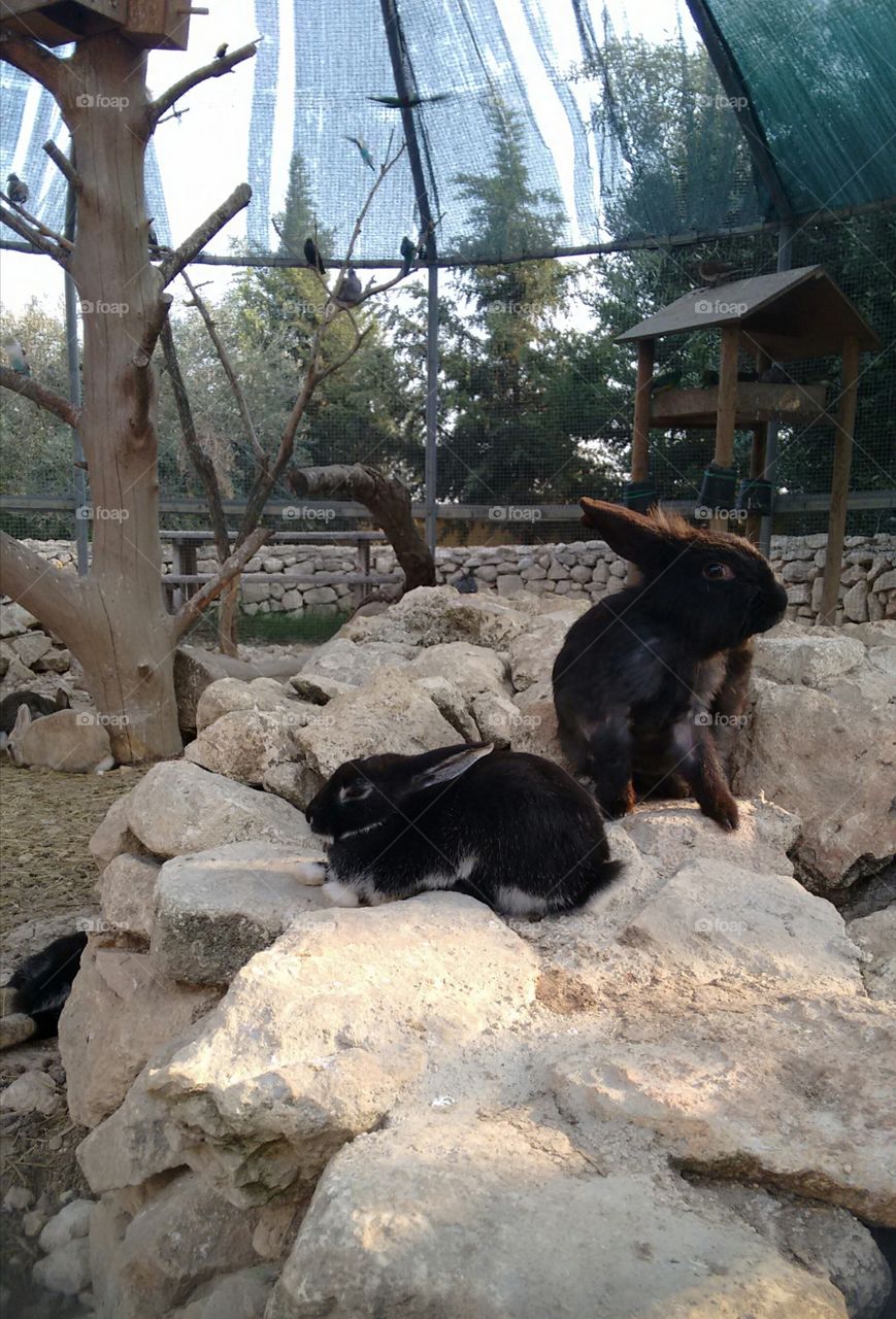 Rabbits chilling on a rock. Cuteness overload