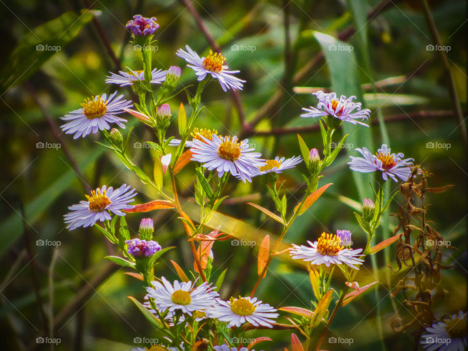 Close-up of multi colored flowers