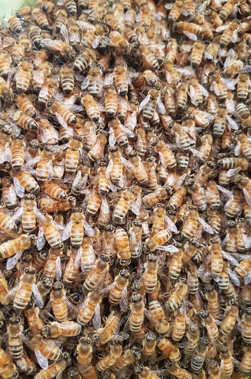 Bee swarm close up of bees hanging together