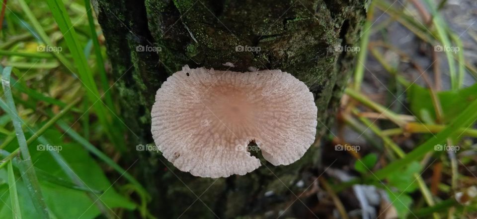 Tree mushroom