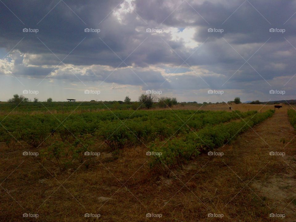 Part of the Rose Valley (on the way to the Eco trail)