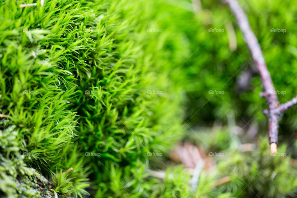 Green grass close up in the woods