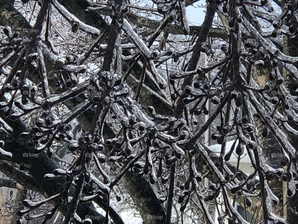 Tree branches encased in ice