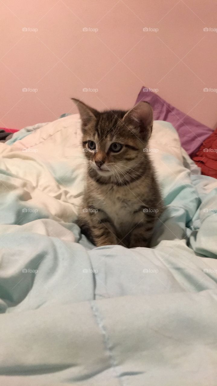 Kitten on comfy bed 