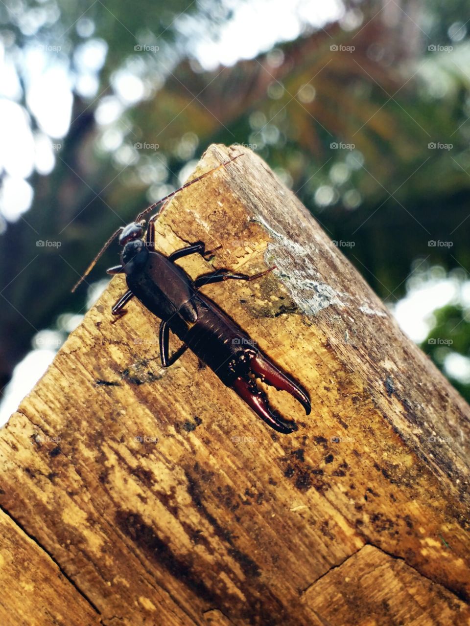 rare insect