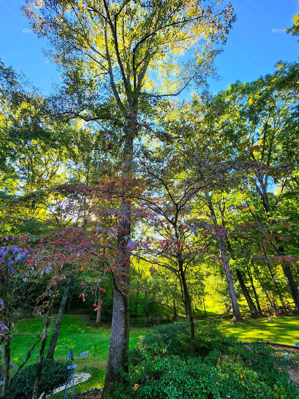 Very tall trees filter the sunlight through leaves that are beginning to change due to the fall season