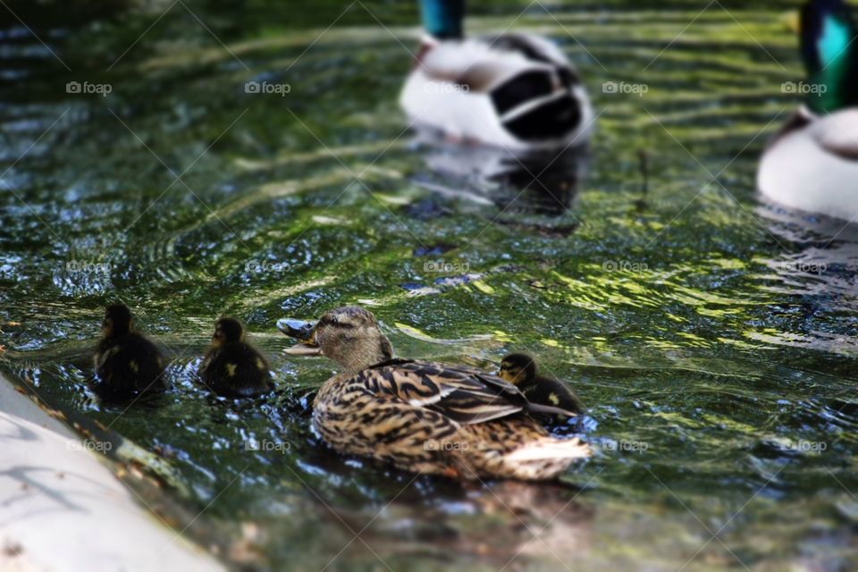 Ducks on swimming tour 