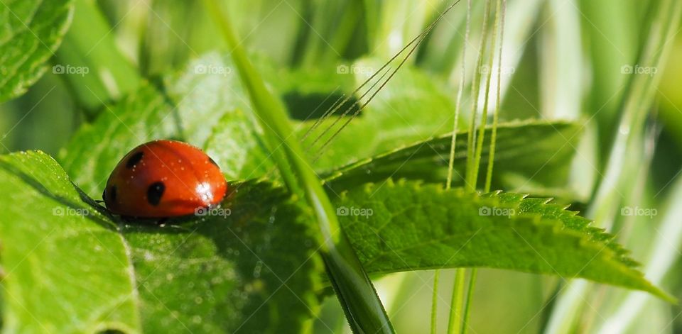 ladybug