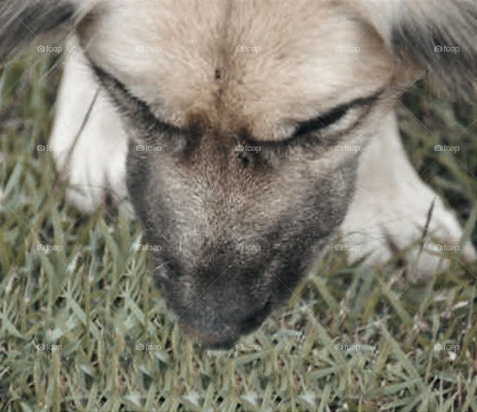 Fragmento da cara do cão