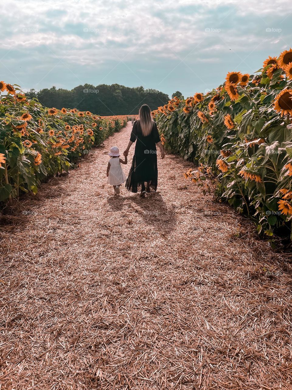 Walking through Sunflowers