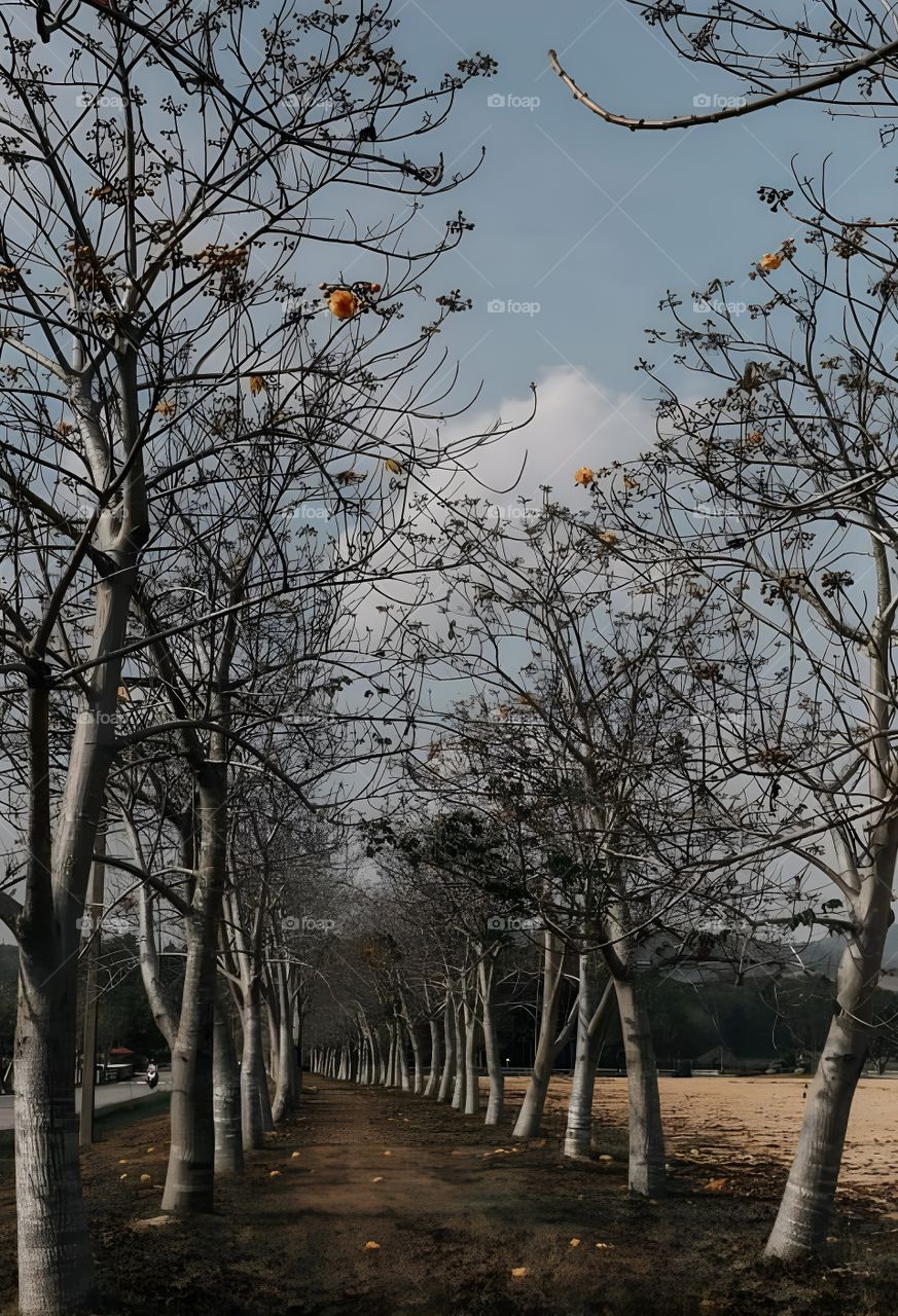 The path through the trees is solitary but beautiful