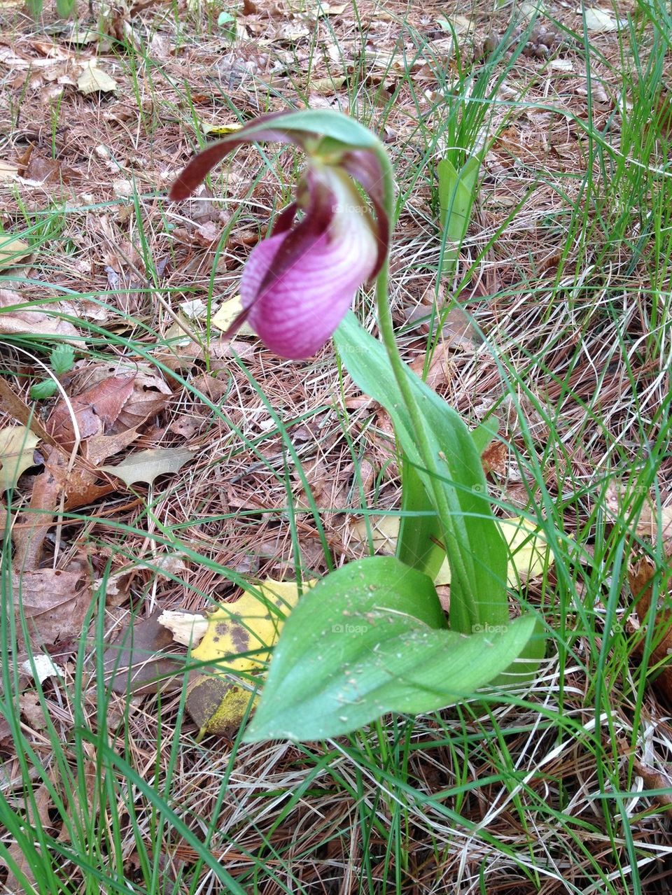 LADYSLIPPER SINGLE PINK