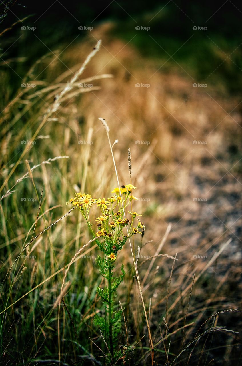 Wild flower